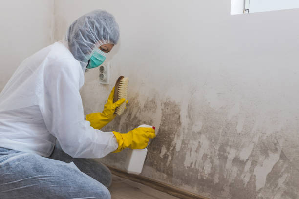 Best Commercial Mold Inspection  in Josephine, TX