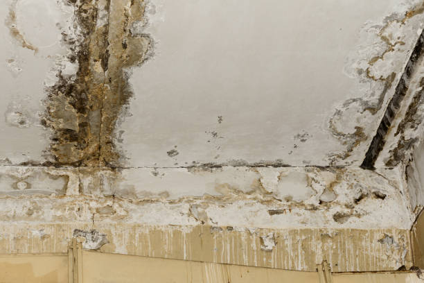 Best Attic Mold Removal  in Josephine, TX